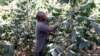 A farmer examines his coffee plantation in Kirinyaga near Nyeri, Kenya, March 14, 2018.
