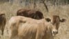 Getting Rid of Rinderpest