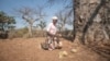 Zimbabwe Tree of Life
