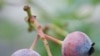 Blueberries grown in Naekanri, South Korea