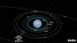 El diagrama presentado por la NASA muestra la órbita de varias lunas de Neptuno.