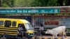 India's Limits on Selling Cattle Could Hurt Industry, Diets