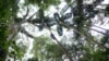 Amazon Canopy Hides Secret to its Evolution