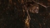 Un vampiro posado dentro de un árbol en Tole, Panamá, en esta foto tomada en 2018 y publicada el 23 de septiembre de 2021.