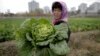 FILE - A farmer carries a fully grown cabbage after plucking it out from the main crop which will be harvested early next month, and used to make Kimchi, at the Chilgol vegetable farm on the outskirts of Pyongyang, North Korea, Oct. 24, 2014. 
