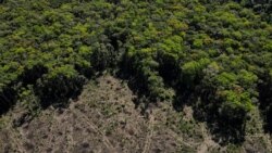 Sala de Redacción: Deforestación Brasil