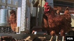 Las gallinas Rhode Island Red en Washington.