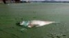 A dead fish floats in water filled with blue-green algae at the East Lake in Wuhan, Hubei province, China, Aug. 20, 2012.