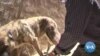 Afghanistan Animal Rescue Triggers Dispute Between Charity and British Government 