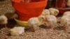 Small, regular doses of antibiotics help animals grow faster and prevent illness in confined flocks and herds, but bacteria living in and on the animals eventually become immune to the antibiotics. 