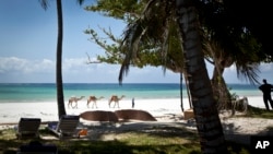 FILE - In this photo taken March 28, 2012, a man offering camel rides for tourists leads his animals along the Indian Ocean beach of Diani, a popular tourist destination on the coast of Kenya. 