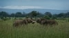 FILE - Two young elephants play in Mikumi National Park, Tanzania, March 20, 2018. 