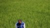 Researchers in the Philippines will soon use mobile phones to help farmers use just the right amount of fertilizer to maximize their harvests.