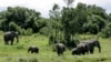 In this photo taken Saturday, May 2, 2020, a family of elephants graze in Ol Pejeta conservancy, Kenya. (AP Photo/Khalil Senosi)