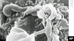 AIDS virus