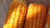 Can Genetically-Modified and Organic Crops Co-Exist?