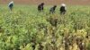 FILE - Afghan farmers work in a poppy field in the Gereshk district of Helmand province, Afghanistan, April 8, 2016. 