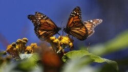 EE. UU. planea declarar a mariposas monarca como especie amenazada