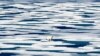 FILE - A polar bear stands on the ice in the Franklin Strait in the Canadian Arctic Archipelago, July 22, 2017. 