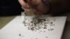 Iniciarán pruebas humanas de vacuna contra Zika