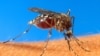 Parásitos de la malaria atraen a mosquitos