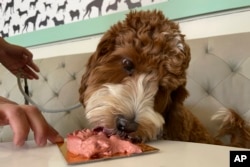 Seekor anjing melahap makanan yang disajikan untukknya di restoran Dogue, San Francisco, Minggu 23 Oktober 2022. Dengan $75 dolar per anak anjing, pengunjung (anjing) ini mendapatkan hidangan "yang menggugah selera" seperti wafel kulit ayam dan steak tartar filet mignon dengan telur puyuh. (AP/Haven Daley)