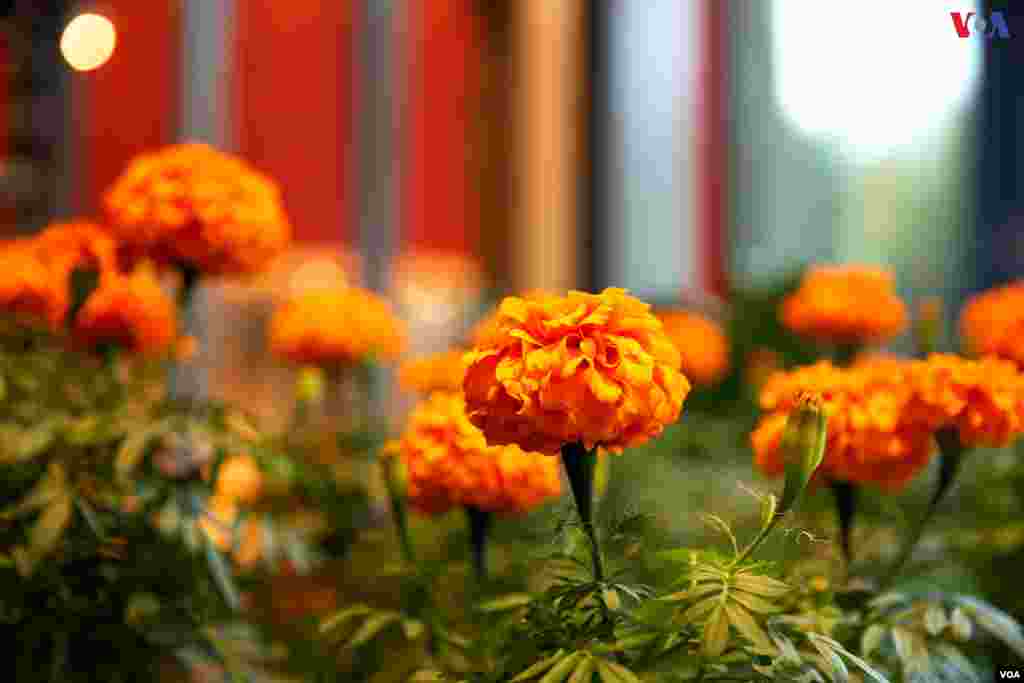 Las flores llamadas &quot;cempasúchiles&quot; son las más tradicionales en la celebración del Día de los Muertos, principalmente en sus tonos naranjas.