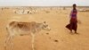FILE - A child attends to his malnourished calf in the Danan district of the Somali region of Ethiopia, which hasn't seen significant amounts of rain in the past three years, Sept. 3, 2017.