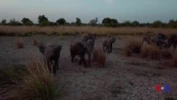 Le parc national de la Pendjari reprend vie au Bénin (vidéo)