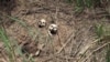 FILE - Human skulls are seen on the roadside in Tshienke near Kananga, the capital of Kasai-central province of the Democratic Republic of Congo, March 12, 2017. 