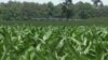 In Search of a Solution: Turning Manure Into Money