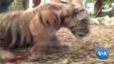 Covid, o tigre-bébé mexicano