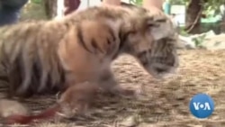 Covid, o tigre-bébé mexicano