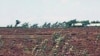 Crop insurance, via mobile phone technology, for farmers in Kenya help minimize losses
