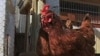Washington, D.C., officials are considering a plan to allow more city residents to keep backyard chickens.