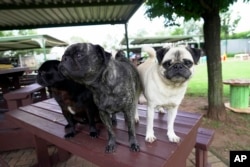 Pugs pause for a photograph at the home of Cheryl Gaw in Johannesburg, South Africa, Jan. 14, 2025.