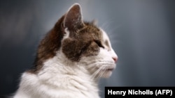 Larry, si Kucing Downing Street, terlihat di luar 10 Downing Street, kediaman resmi Perdana Menteri Inggris, di London pada 3 September 2024. (Foto: AFP/Henry Nicholls)
