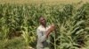 Un travailleur de race noire dans une ferme en Afrique du Sud, 29 février 2012.