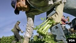 Entre los trabajadores eximidos por la ley están los jornaleros agrícolas.