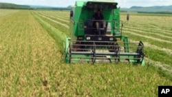 Exploração agrícola em Malanje (foto de arquivo VOA / Isaias Soares)