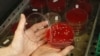 FILE - An employee displays MRSA bacteria strain - a drug-resistant 'superbug' - inside a petri dish containing agar jelly for bacterial culture in a microbiological laboratory in Berlin, March 1, 2008.