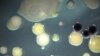 Scientists are looking at how to use the diversity of microbes found in soil to help farmers produce more with less. (Photo by Elizabeth Shank)