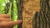 The larvae of the emerald ash borer devastate trees across the northern US.