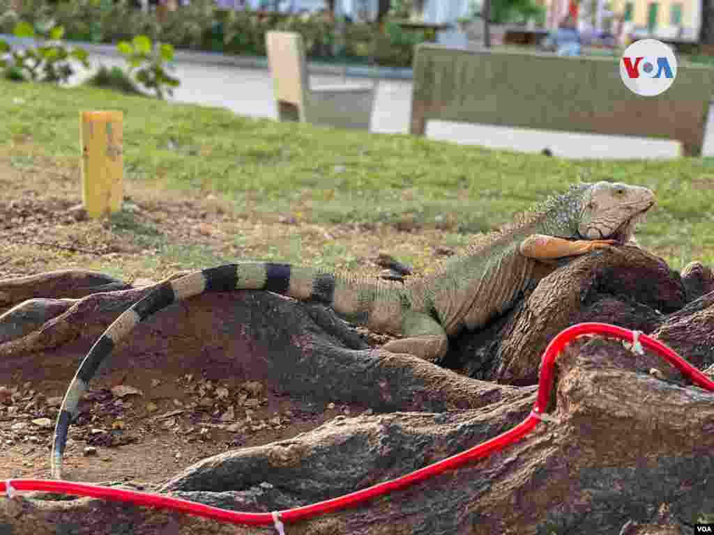 Un grupo de iguanas forman parte de unos de los grandes atractivos de la Plaza Parque del Centenario, en Ci&#233;naga.