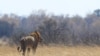 Les 33 lions sauvés de cirques sud-américains arrivés en Afrique