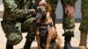 Colombia: es casi imposible hallar a Wilson, el perro que participó en rescate de niños en la selva