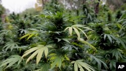 Ahora, cuando cada vez más estados legalizan ciertos tipos de uso de la marihuana, funcionarios federales de salud en Estados Unidos emitieron una advertencia nacional contra su consumo por parte de parte de adolescentes y mujeres embarazadas.