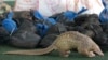 FILE - A Thai customs official displays some of the 136 pangolins and 992 pounds of pangolin scales it seized, during a press conference at the Customs Department in Bangkok, Aug. 31, 2017. 