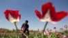 FILE - An Afghan man works on a poppy field in Jalalabad province April 17, 2014.