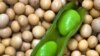 Scientists announced they have unraveled the genetic code of one common variety of soybean.